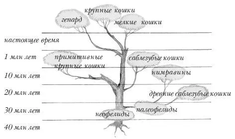 Родословное древо семейства кошачьих От миацидов ведут свое происхождение 2 - фото 4