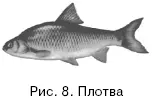 Плотва прекрасно себя чувствует как в небольших речках почти ручьях прудах и - фото 8