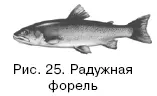 Образ жизни радужной форели несколько отличается от ручьевой а значит и - фото 25
