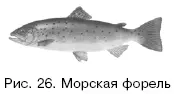 Хариус Thimallus thimallus Эту рыбу часто упоминают когда желают - фото 26