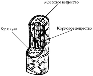 Рис 12 Структура волоса Количество волос на голове колеблется между 100 и 150 - фото 30