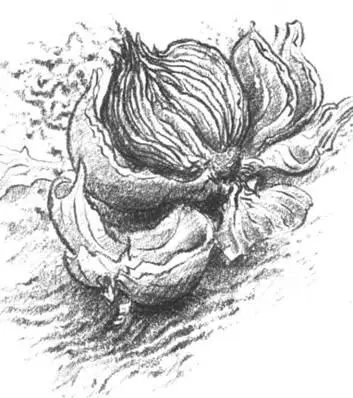 Нет больше колючей проволоки расчерчивающей круговой обзор вертикальными и - фото 6