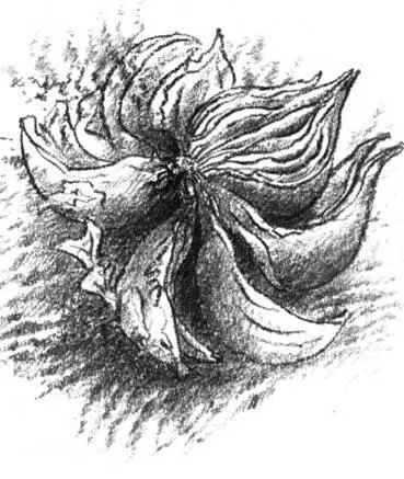 Ах мои друзья Когда подошел поезд Франц Витте продолжал дурачиться на - фото 9