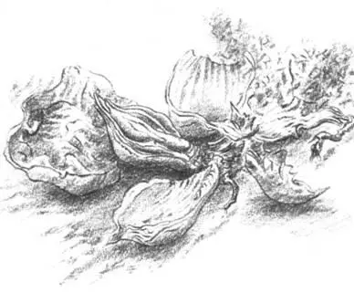 На похоронах которые прошли на кладбище Оберауссема я стоял рядом с сестрой - фото 11