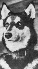 В. Чернышов - Только радость доставлявший…