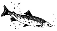 Лососевые рыбы легко изменяют образ жизни внешний вид окраску в зависимости - фото 87