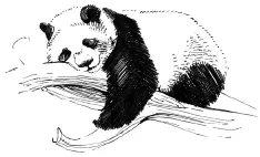 Распространена панда только в Китае Обитает в горных лесах на высоте до двух - фото 93