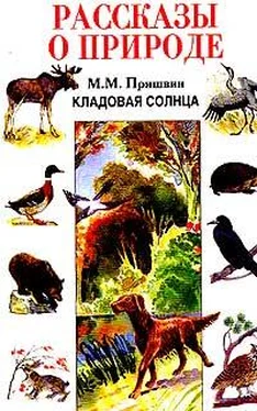 Михаил Пришвин Кладовая солнца. Рассказы о природе