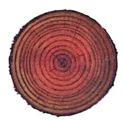 Если вы подсчитаете кольца то узнаете сколько лет этому дереву В 1922 г - фото 4