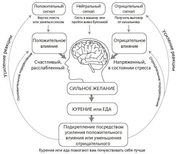 Обучение основанное на вознаграждении Жадсон Брюер 2014 Скиннер которого - фото 1