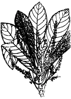 OccurrenceWestern India in evergreen forests DescriptionTall tree the - фото 52