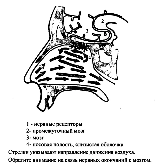 Но есть и другой способ сделать вдох более эффективным увеличив тем самым - фото 4