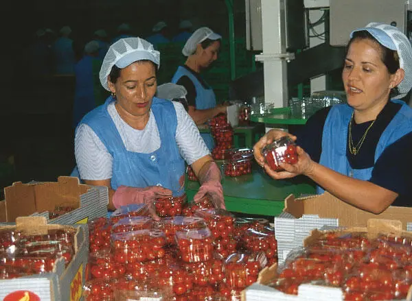 Выращивание помидоров сосредоточено вокруг ЛаАльдеядеСанНиколас Соус - фото 57