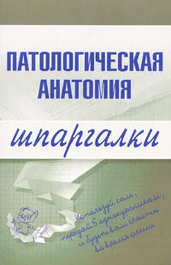 Марина Колесникова Патологическая анатомия обложка книги