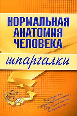 Максим Кабков Нормальная анатомия человека обложка книги