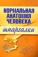 Максим Кабков - Нормальная анатомия человека