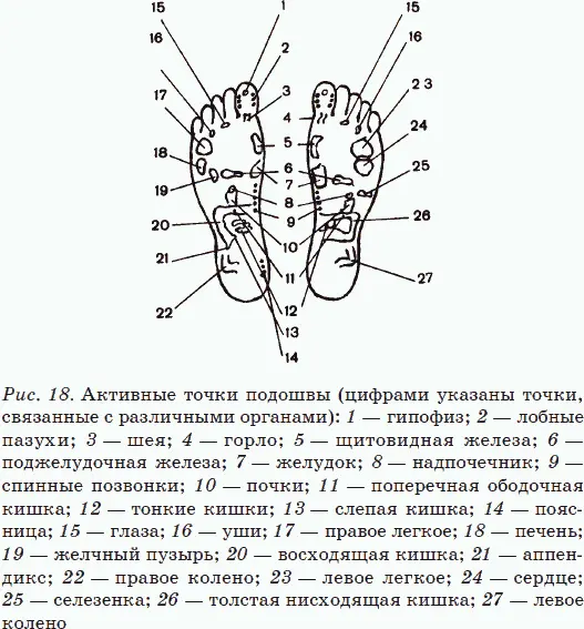 Это действие улучшает кровообращение головы и больших кровеносных сосудов - фото 16