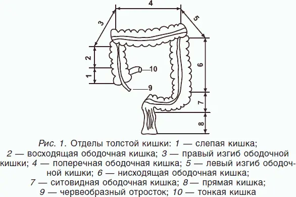 Диаметр различных отделов толстой кишки неодинаков В слепой кишке и восходящем - фото 1