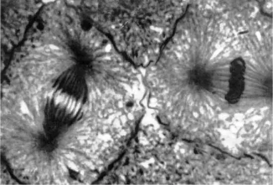 Рис 3 Две стадии митоза в бластуле сига На фотографиях видны танец - фото 4