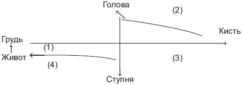 Двенадцать меридианов связанных с твердыми и полыми органами Иньмеридианы - фото 2