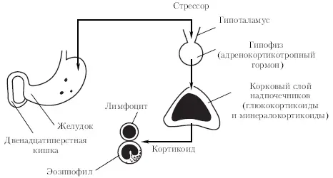 Рис 12Схема общего адаптационного синдрома по Г Селье 1960 - фото 1