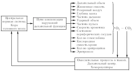 Рис 14Принципиальная схема типичной функциональной системы на примере - фото 3