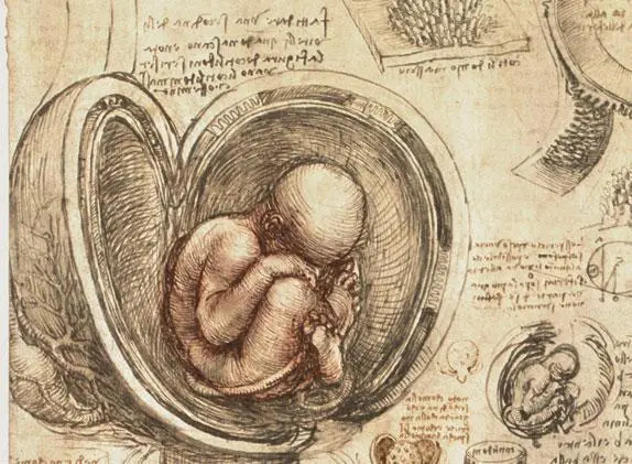 Из анатомических рисунков Леонардо Плод в матке при ягодичном предлежании - фото 59