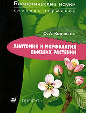 Олег Коровкин Анатомия и морфология высших растений обложка книги