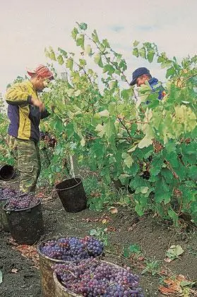 Сбор винограда около Бургаса Какое бы вино вы ни выбирали молодое или - фото 70