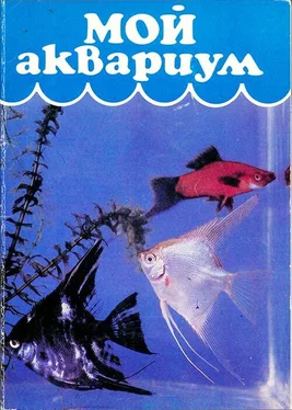 Н Алфимова Мой аквариум обложка книги