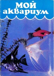 Н Алфимова - Мой аквариум