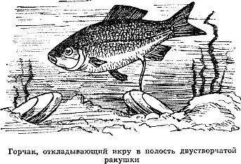 Австралийский чешуйчатник несколько больше лепидосирена обитает в тиховодных - фото 19