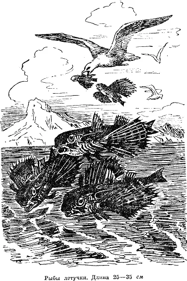 У рыб летучек способных подниматься над водой и совершать полеты на довольно - фото 20