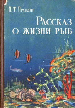 Иван Правдин Рассказ о жизни рыб