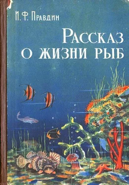 Иван Правдин Рассказ о жизни рыб обложка книги