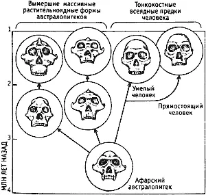 Очень важный момент эволюции одни потомки афарского австралопитека начали - фото 20
