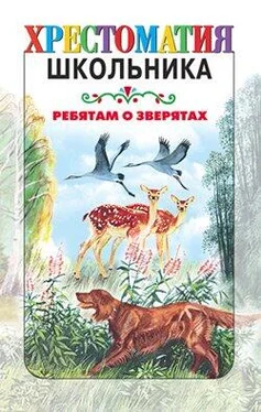 Константин Ушинский Ребятам о зверятах: Рассказы русских писателей обложка книги