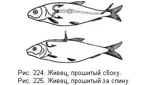 6 Впускают в спину живца на ¼ вершка от головы и выводят у начала спинного - фото 23