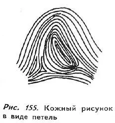 Петли чаще всего встречаются на руках европейцев Люди с кожным рисунком в виде - фото 150