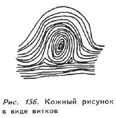 Петли чаще всего встречаются на руках европейцев Люди с кожным рисунком в виде - фото 151