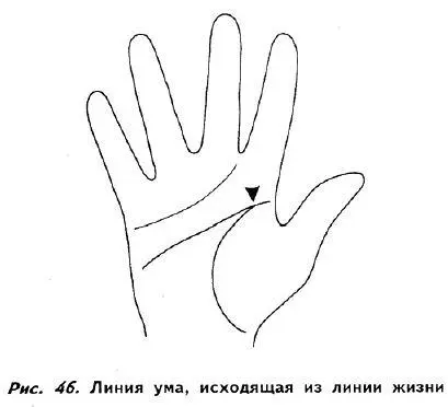 ДЛИНА ЛИНИИ УМА Линия ума средней длины пересекает ладонь и заканчивается - фото 44
