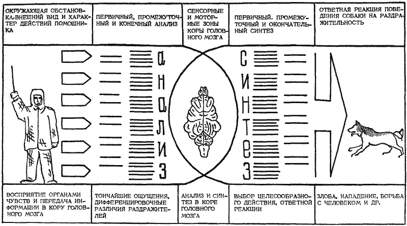 Рис 17 Аналитическая и синтетическая деятельность нервной системы собаки - фото 17