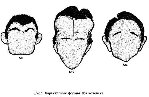 Лоб рис 6 1 в форме опрокинутой пирамиды натура мелочнохитрая лживая - фото 5