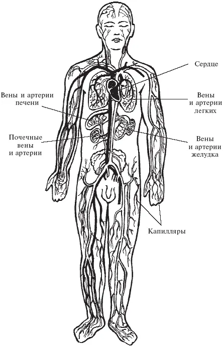 Рис 1 Сердечнососудистая система человека Белым цветом обозначены артерии - фото 1
