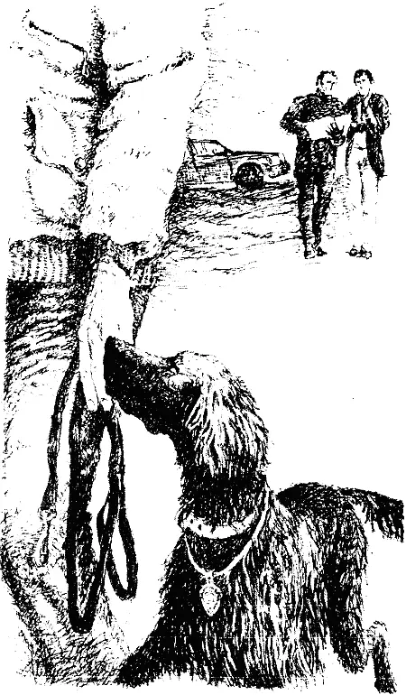 Был объявлен конкурс на звание самой красивой собаки Садовник предложил внести - фото 7