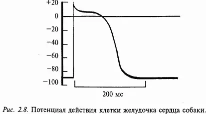 Как ясно из этого описания возбуждение потенциал действия нейрона сменяется - фото 19