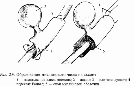 Этот процесс называется миелинизацией так как в результате образуется чехол из - фото 20