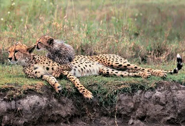 Гепард самое быстрое наземное животное не только из ныне живущих но - фото 20