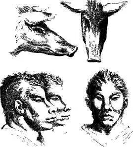 Шарль де Брюн Сходство физиогномики человека и животных Париж Библиотека - фото 10