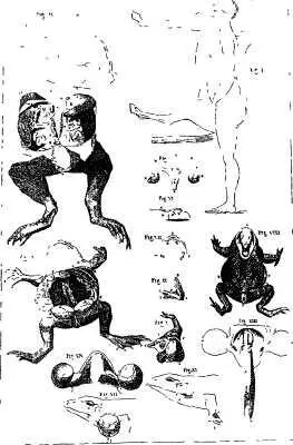 Петрус Кампер Трансформация коровы о птицу и Лошади в человека 1791 Париж - фото 11